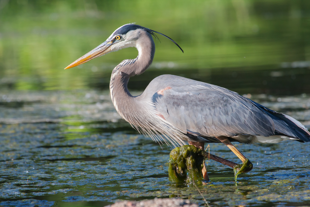 reiger aan vijver